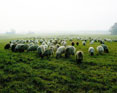 Schafe im Futterparadies